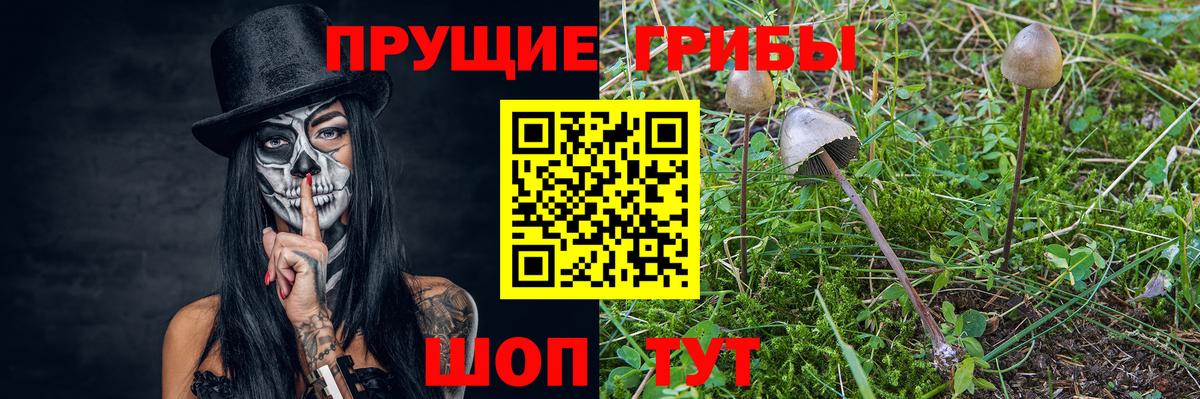 Псилоцибиновые грибы Psilocybine cubensis  Вход с VPN  Серпухов 